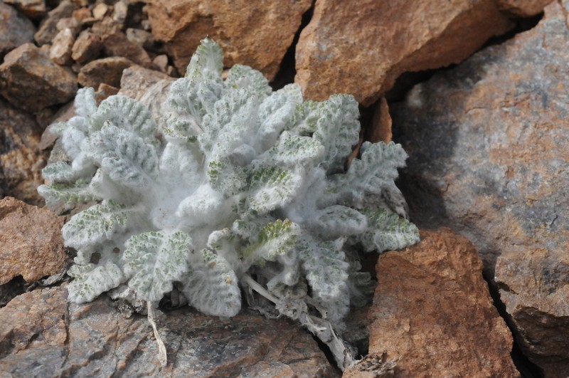Richteria leontopodium photo 2