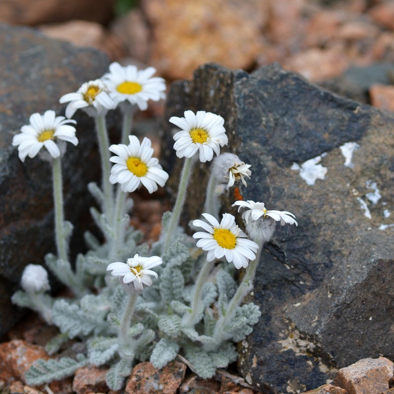 Richteria leontopodium photo 3