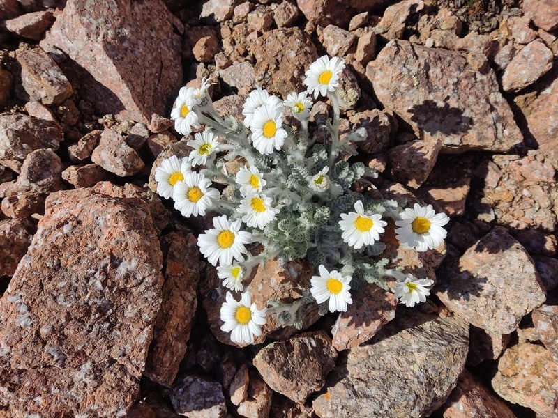 Richteria leontopodium photo 4