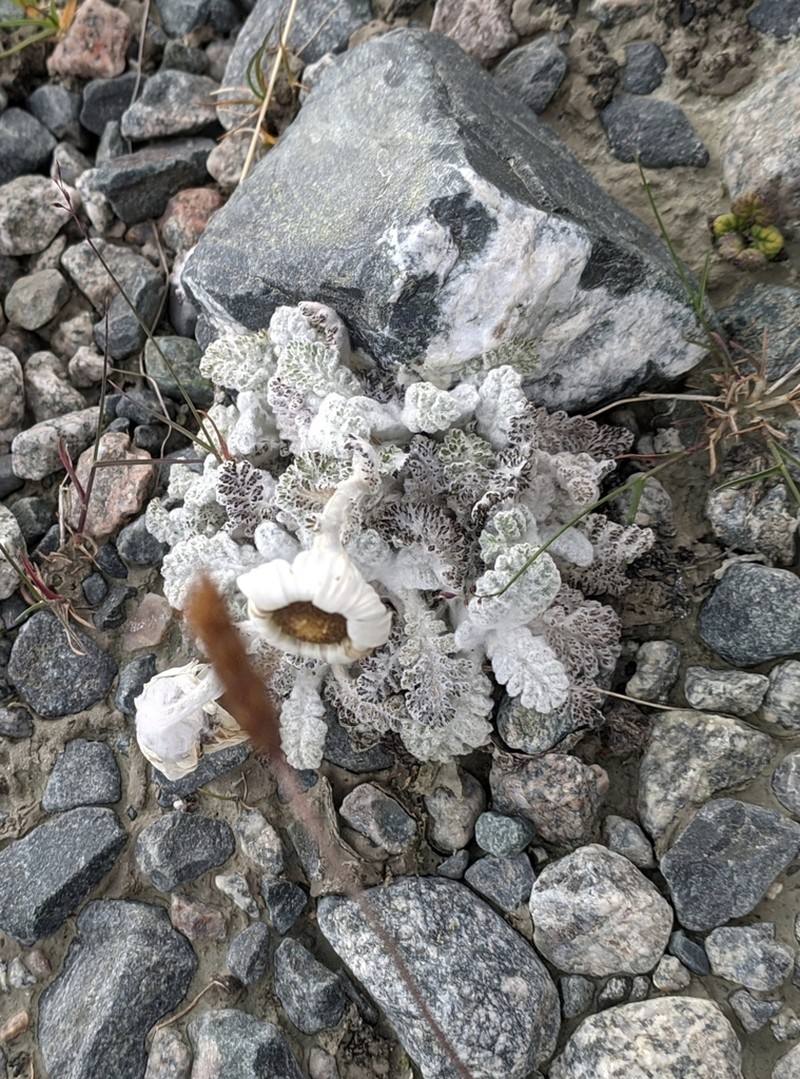 Richteria leontopodium photo 5