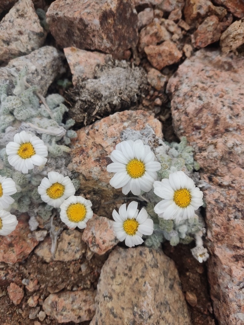 Richteria leontopodium photo 8