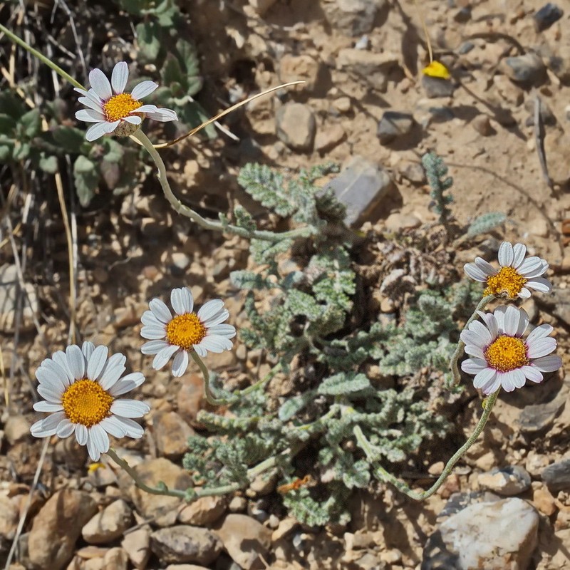 Richteria neglecta
