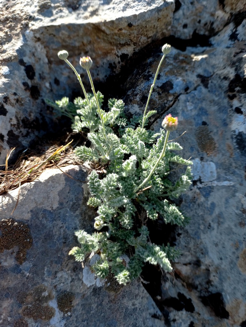 Richteria neglecta photo 3