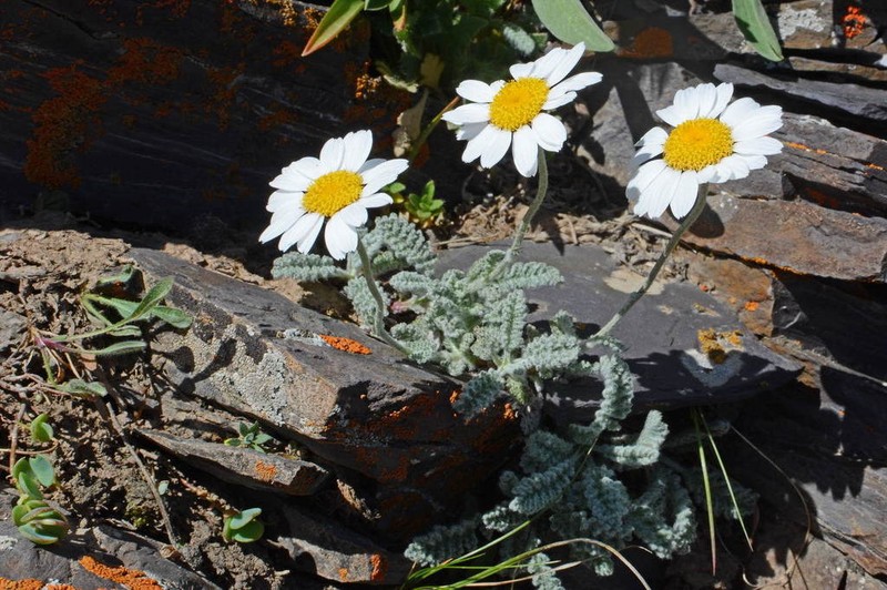 Richteria pyrethroides photo 2
