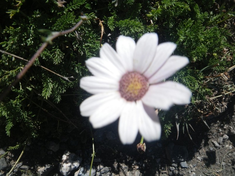 Richteria pyrethroides photo 3