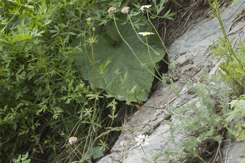 Richteria pyrethroides photo 5