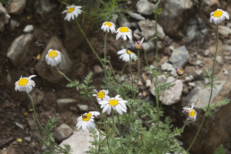 Richteria pyrethroides photo 6