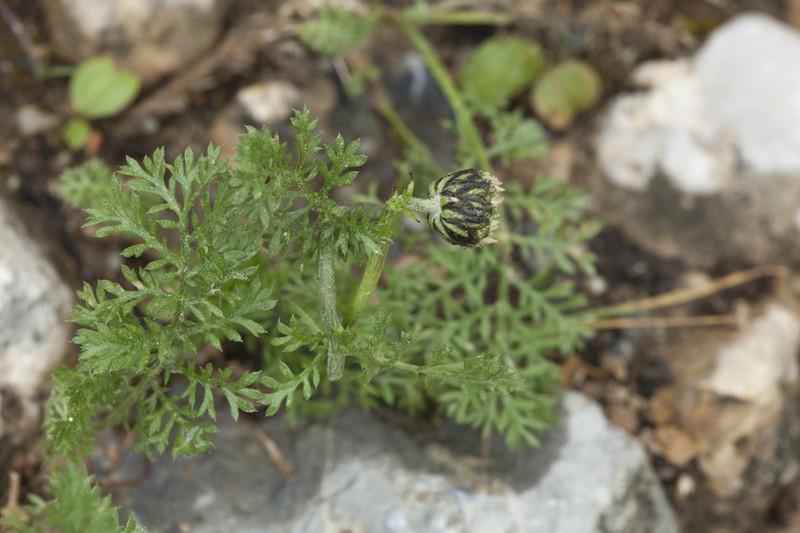 Richteria pyrethroides photo 7