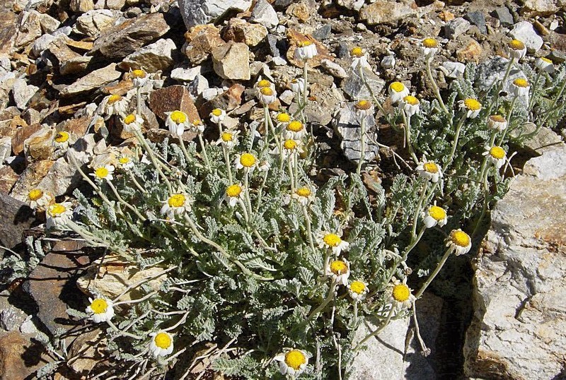 Richteria pyrethroides photo 8