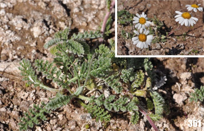 Richteria semenovii