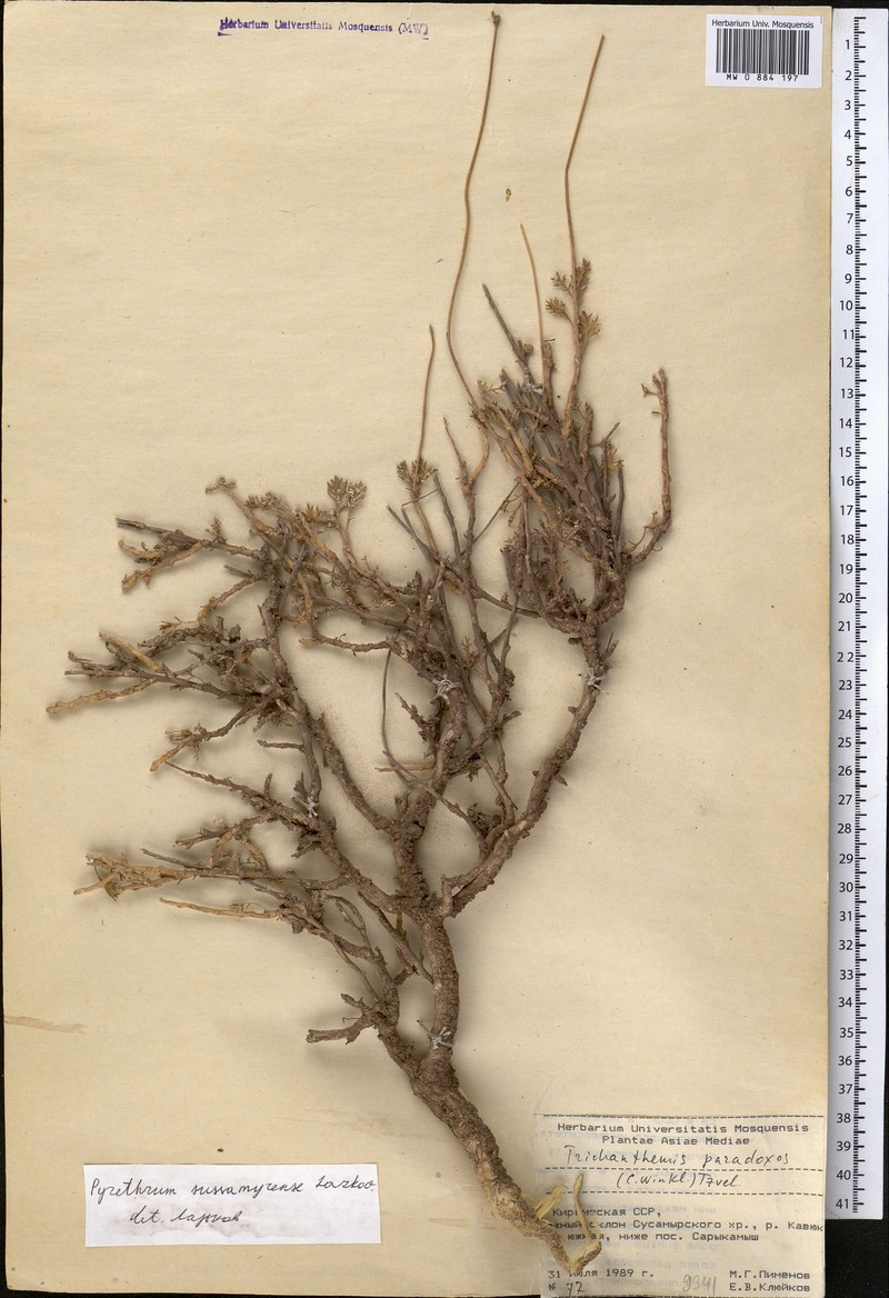 Richteria sussamyrensis