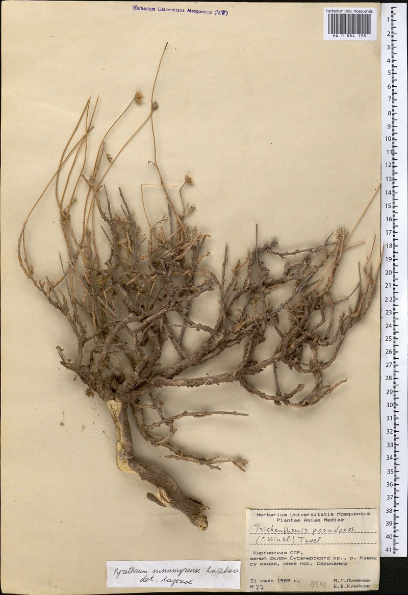 Richteria sussamyrensis photo 2