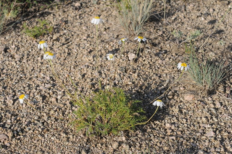 Richteria tianschanica