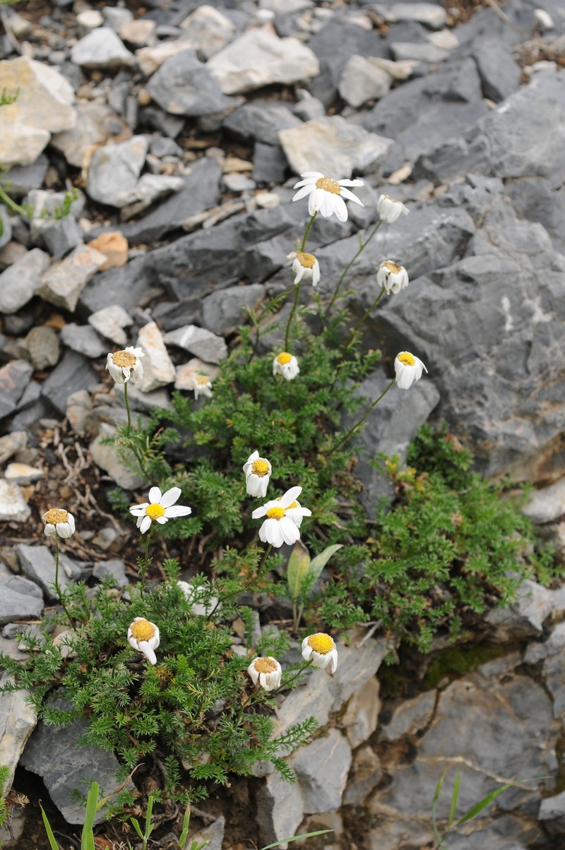 Richteria tianschanica photo 3