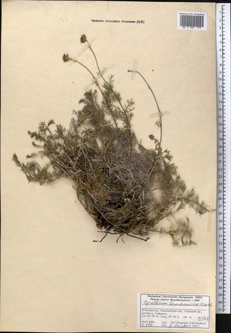 Richteria tianschanica photo 5