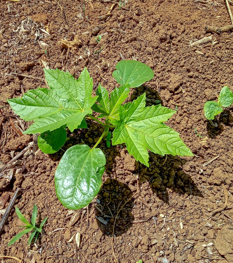 Castorbean photo 2