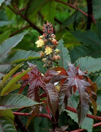 Castorbean