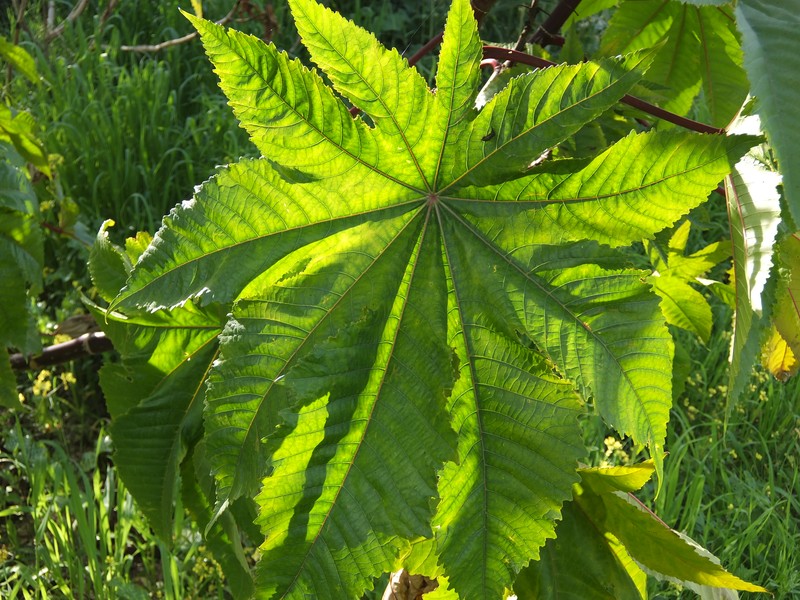 Castorbean photo 3