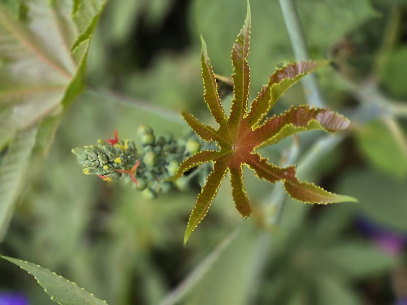 Castorbean photo 4