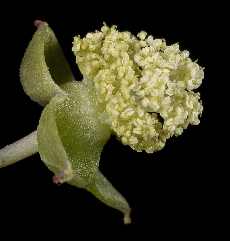 Castorbean photo 5