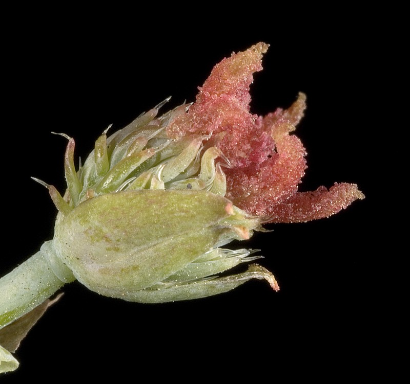 Castorbean photo 7