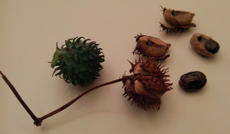 Castorbean photo 8