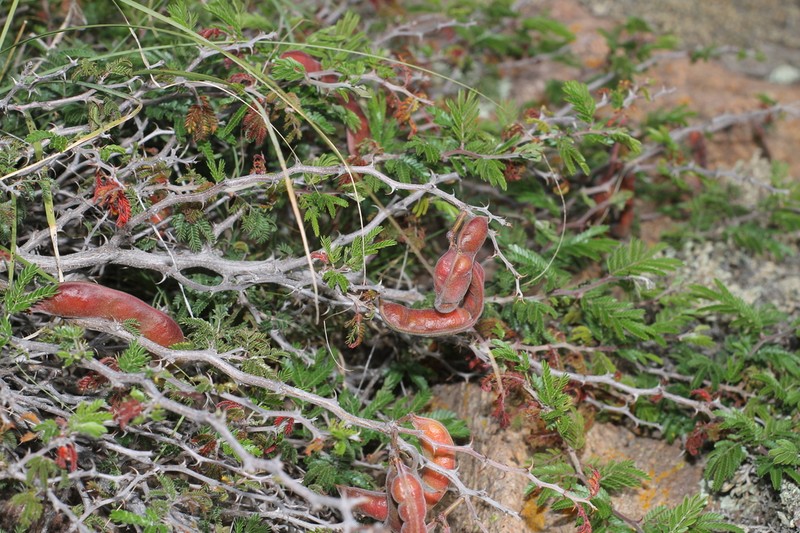 Ricoa leptophylla