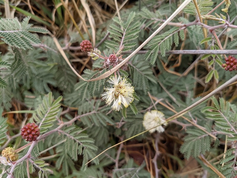 Ricoa leptophylla photo 2