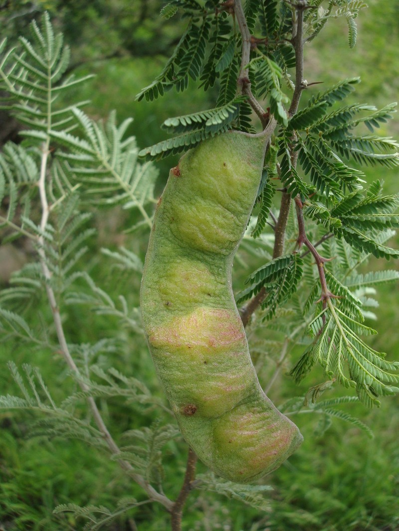 Ricoa leptophylla photo 3
