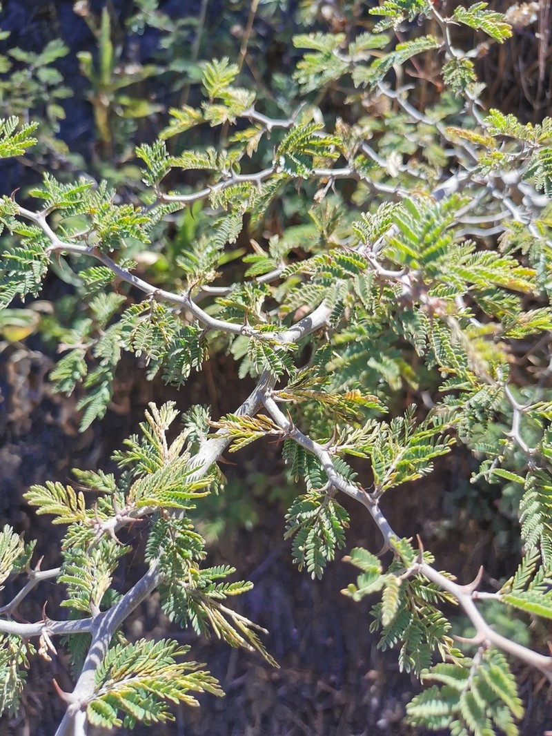 Ricoa leptophylla photo 4