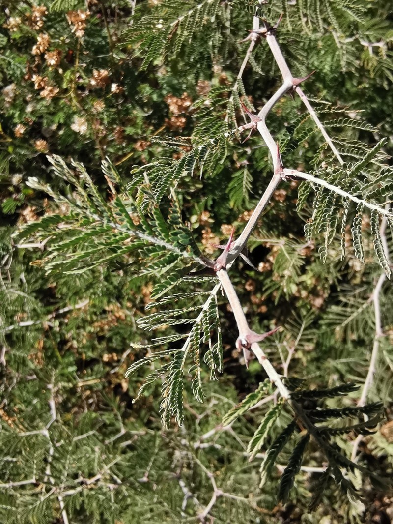 Ricoa leptophylla photo 5