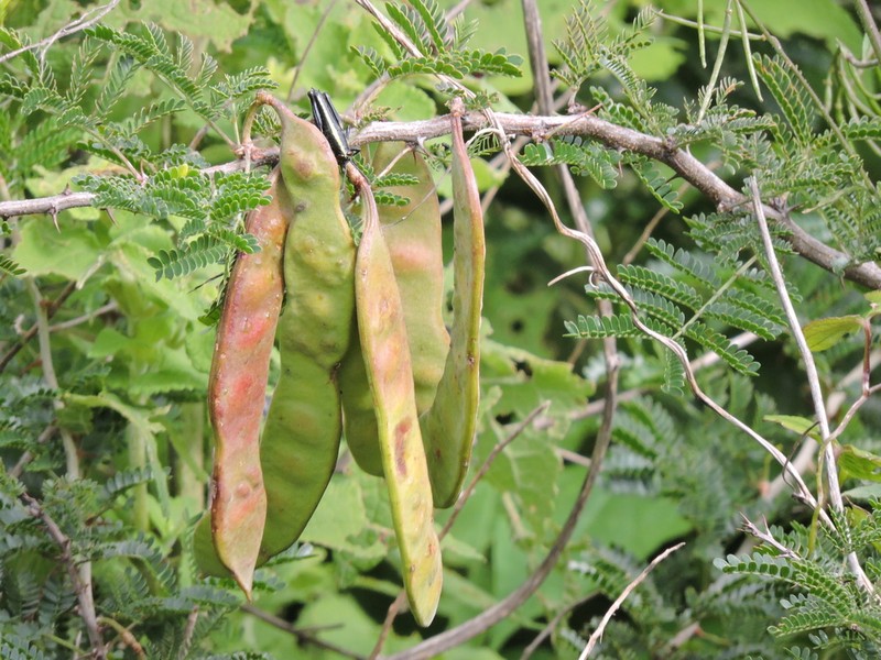 Ricoa leptophylla photo 6