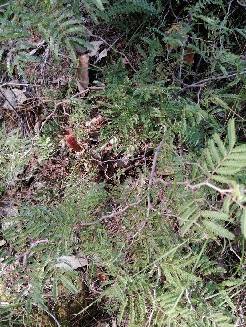 Ricoa leptophylla photo 7
