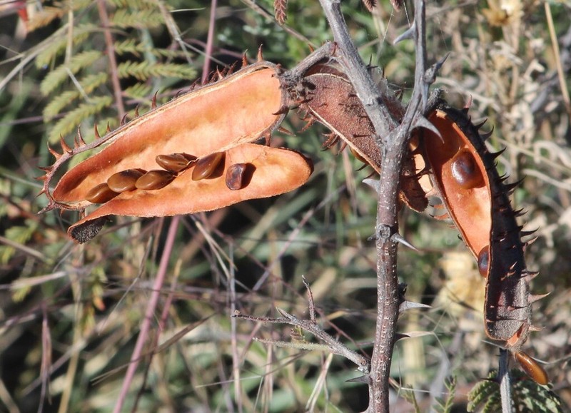 Ricoa leptophylla photo 8