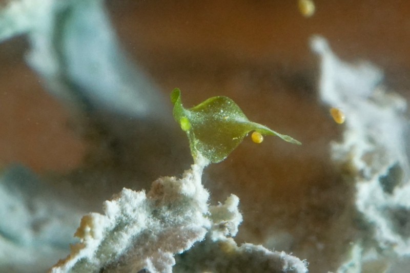 Riella americana