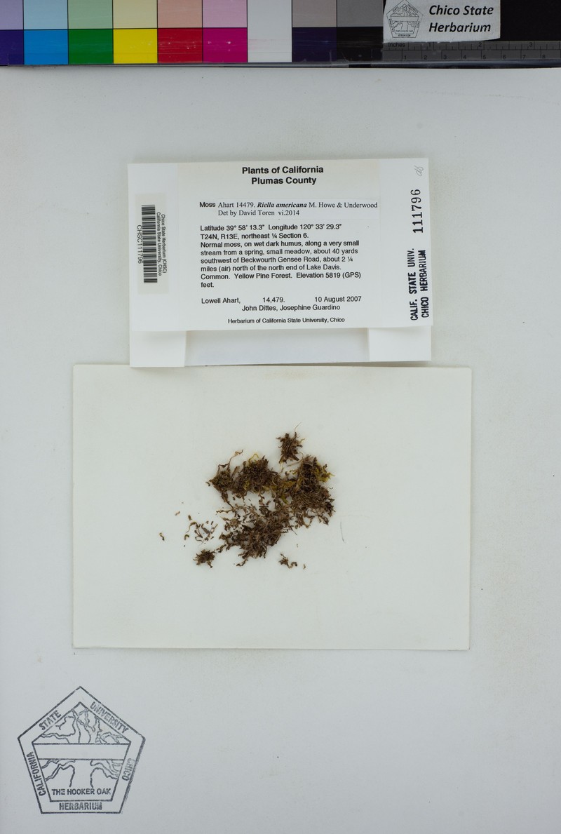 Riella americana photo 3