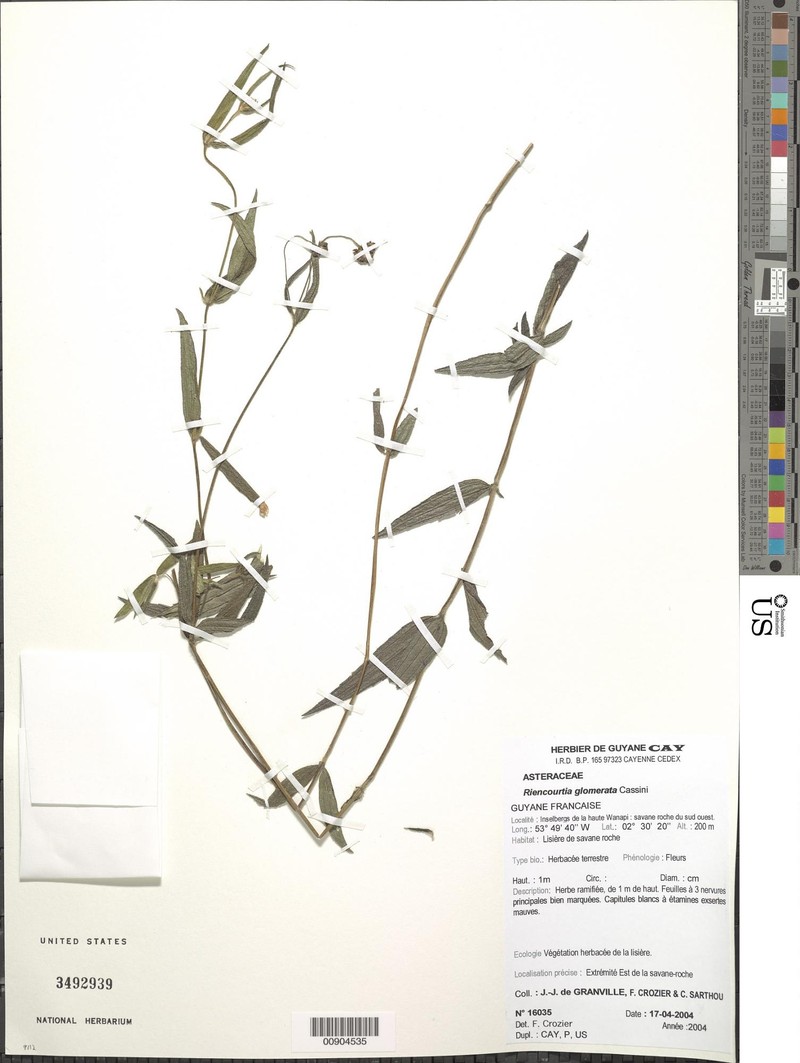 Riencourtia glomerata