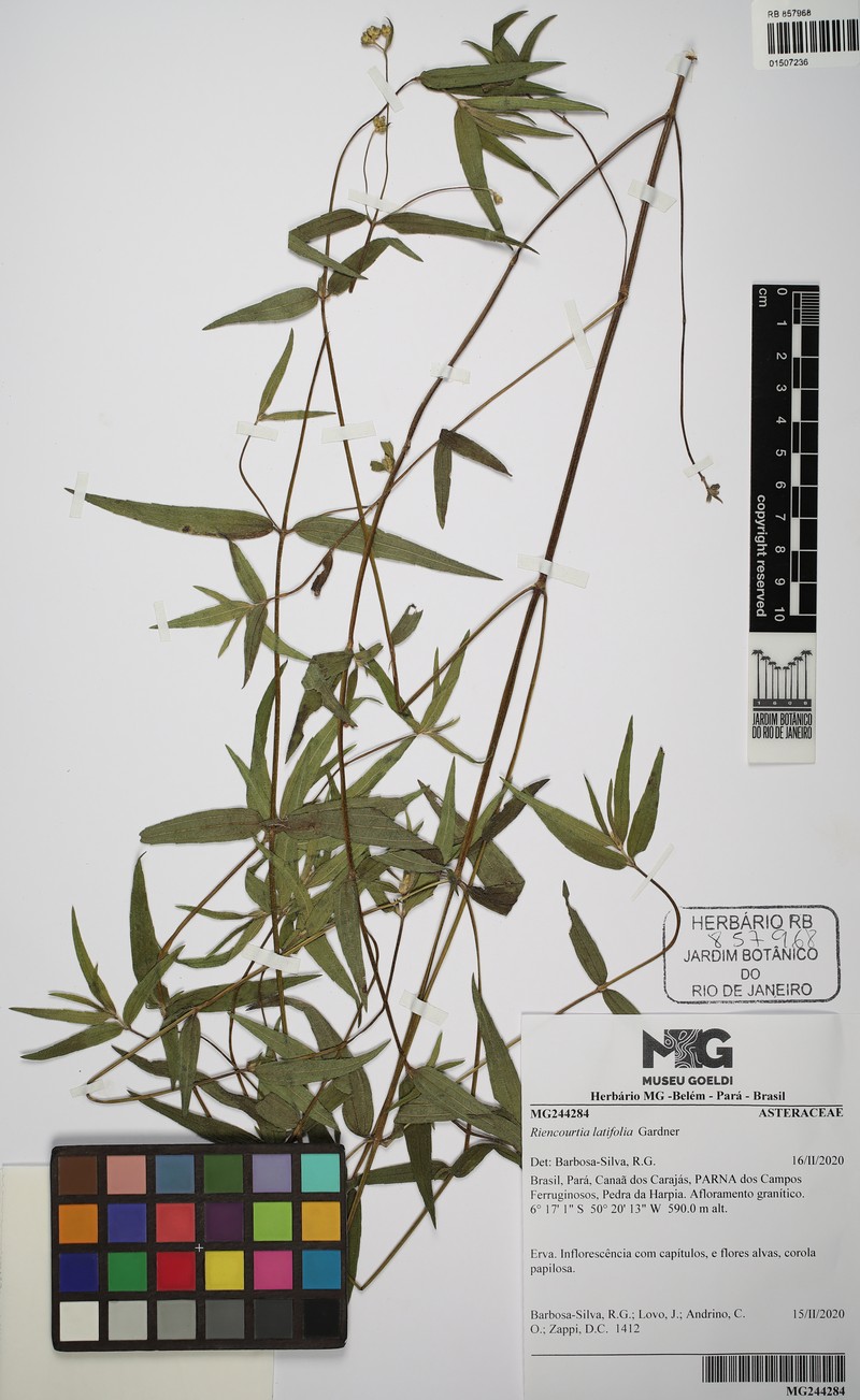 Riencourtia latifolia