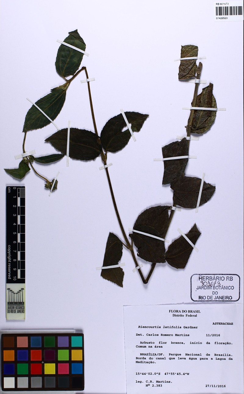 Riencourtia latifolia photo 2