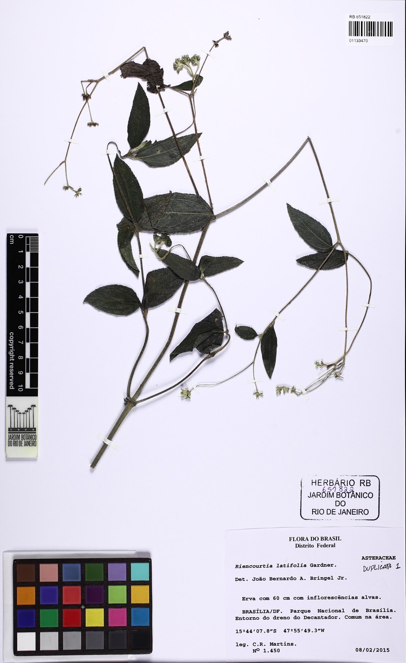 Riencourtia latifolia photo 3