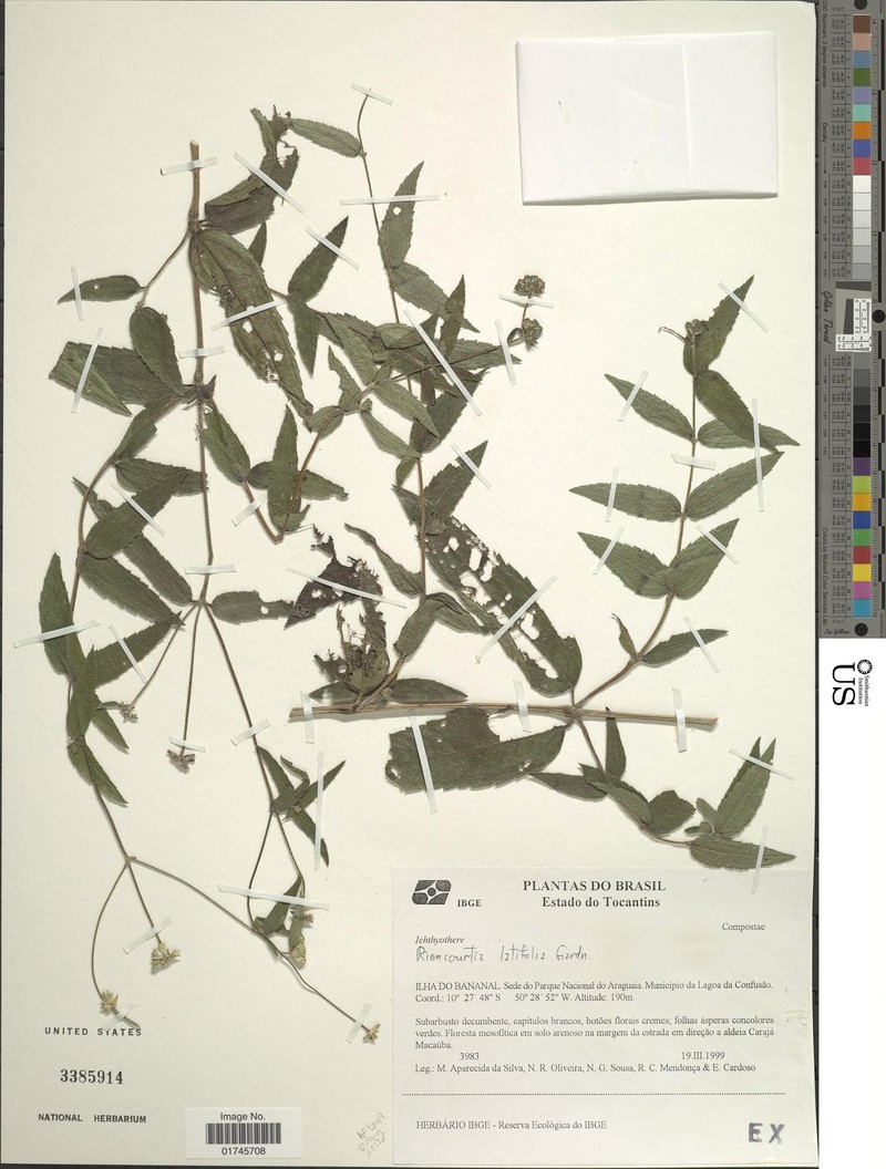 Riencourtia latifolia photo 4
