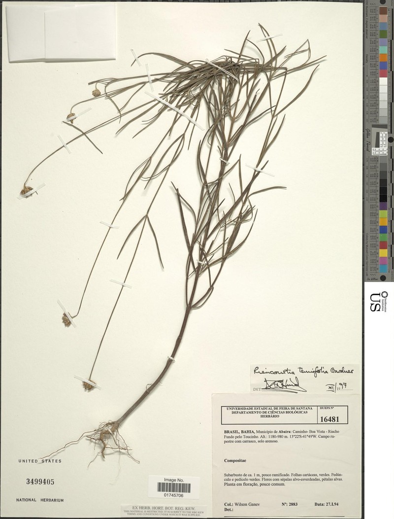 Riencourtia longifolia