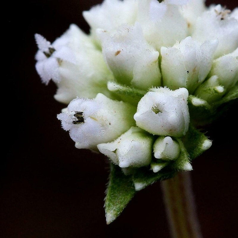 Riencourtia oblongifolia