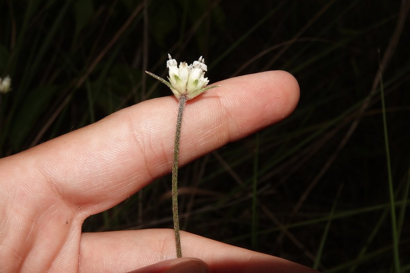 Riencourtia oblongifolia photo 3