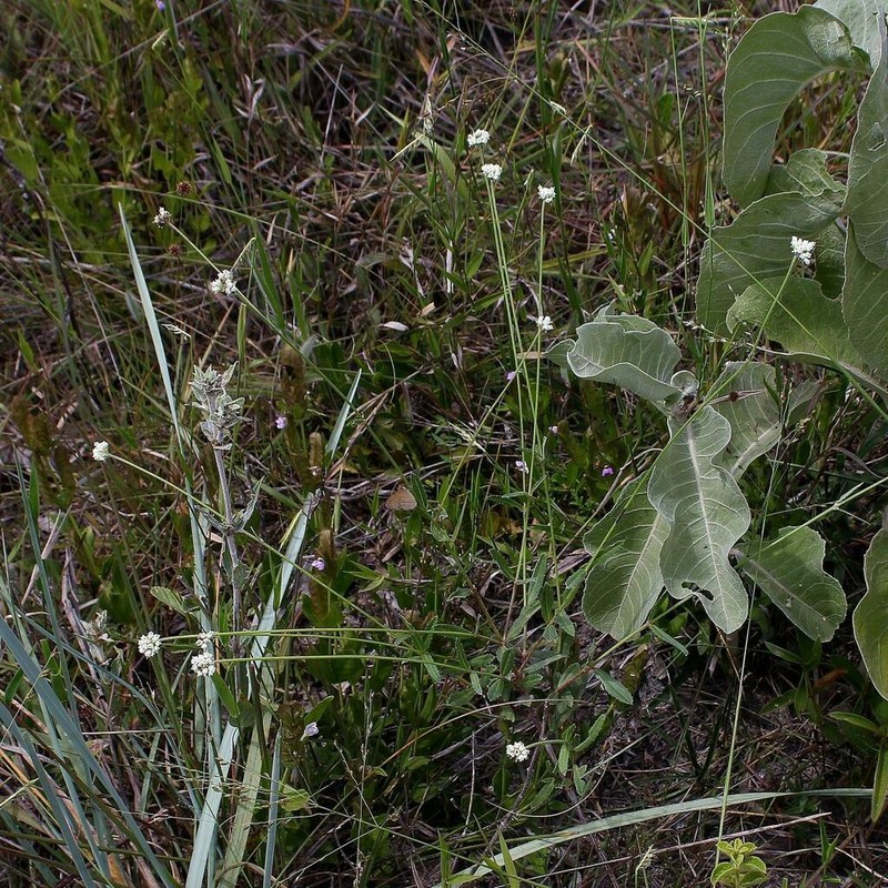 Riencourtia oblongifolia photo 5