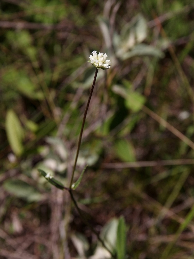 Riencourtia oblongifolia photo 6
