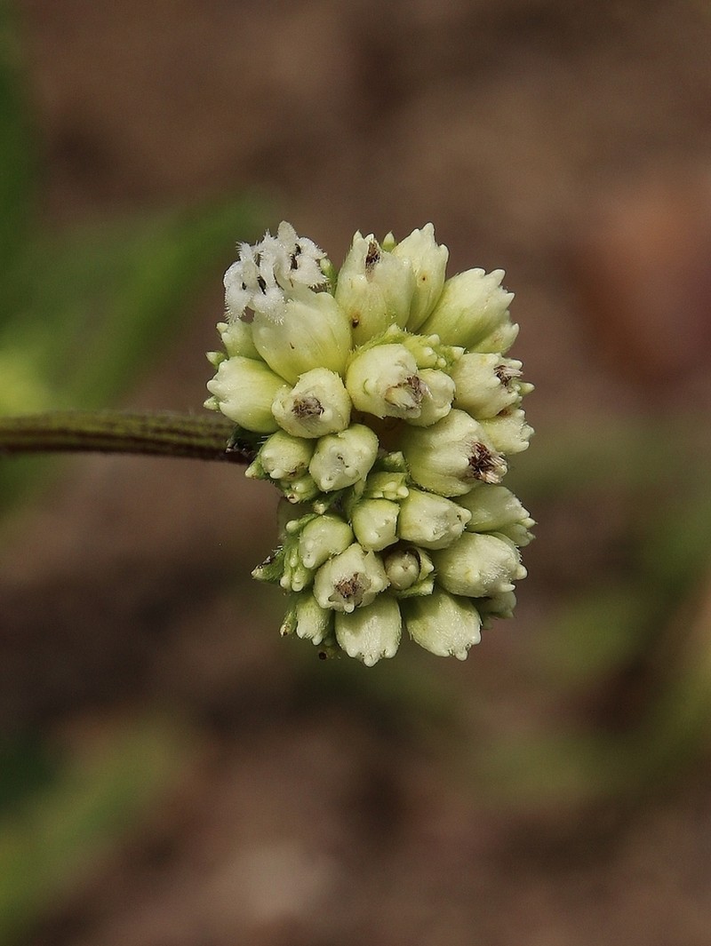 Riencourtia oblongifolia photo 7