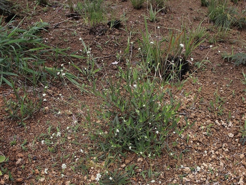 Riencourtia oblongifolia photo 8