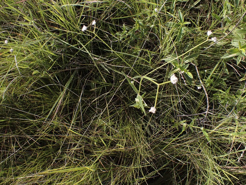 Riencourtia pedunculosa