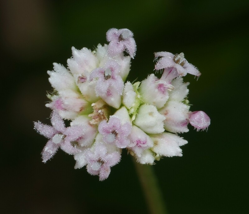Riencourtia pedunculosa photo 2